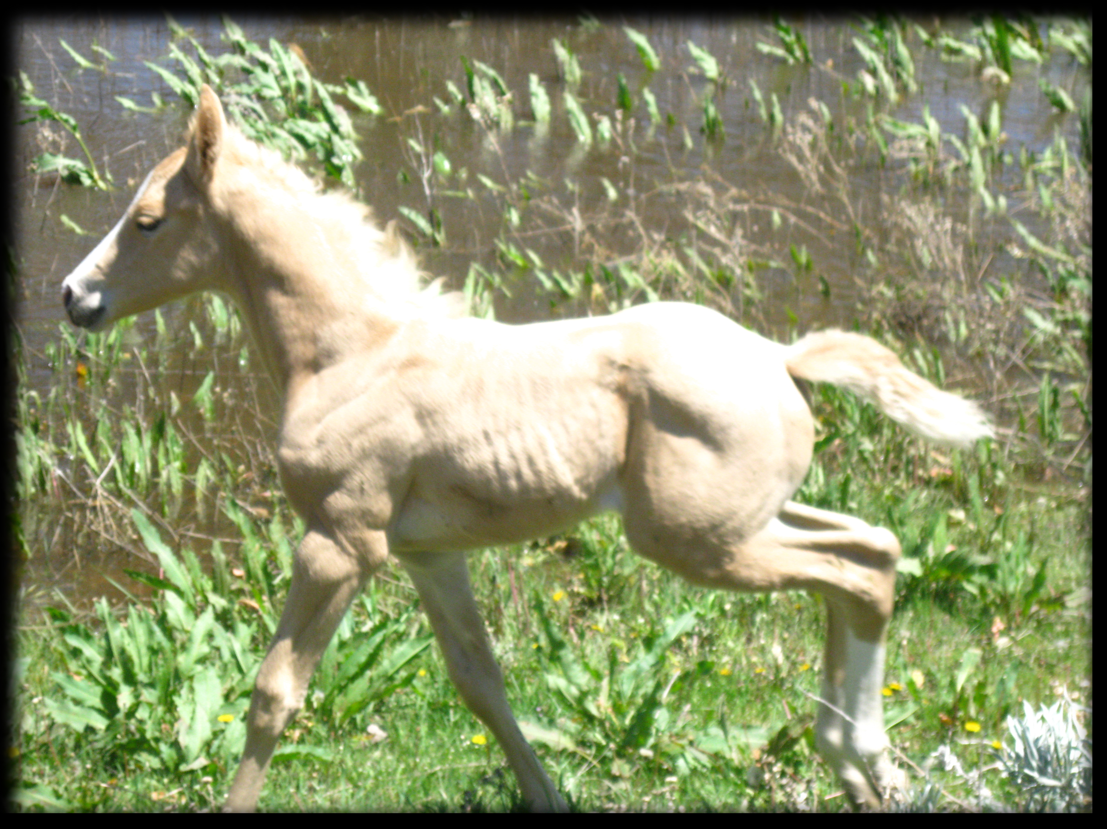 palomino filly,Hollywood Gold, Easter Gentlemen, King Frieda.